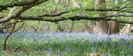 Flora: Bluebells - Swan Wood, Essex (Hyacinthoides non-scripta)